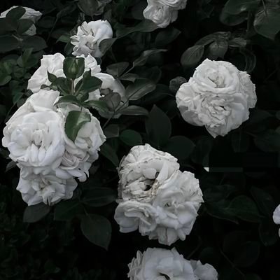 Dorcas__Bawa's profile picture. God's Child || Communicator || Administrative Virtual Assistant || Data Analyst