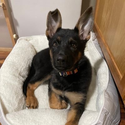 irishgreenbeer's profile picture. 🇺🇸