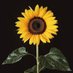 SUNFLOWER 🌻 (@alvigohar) Twitter profile photo SUNFLOWER 🌻 (@alvigohar) Twitter profile photo