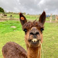 Rufas (@rufas_botsmel) 's Twitter Profile