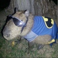 Kobafn01 (@kobafnn) 's Twitter Profile