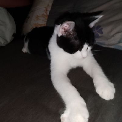 issra83ici's profile picture. 