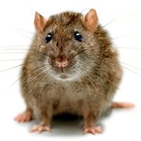 joseph (@derechtejoseph) 's Twitter Profile Photo joseph (@derechtejoseph) 's Twitter Profile Photo