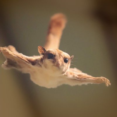 flipsonsolana's profile picture. Flips, the flying squirrel, taking over Solana's world.
FbRQYNkRx5KY4vGFwiPx993nGuEuq1ovmbkmcXWHpump