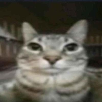 sillygreenfox's profile picture. gay furry (living up to the stereotype)