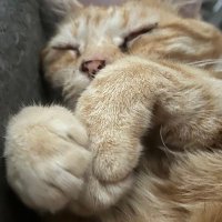 PowerToyZ (@powertoyz) 's Twitter Profile Photo