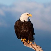 Victor (@victorr78073854) 's Twitter Profile