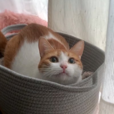 2021.7.15生の茶白の女の子こむぎ🐈 22.2.27🏠皆様の素敵な愛猫を見ていいねしてます🙇♂️一緒に暮らす愛猫達【 わむぎ君、つむぎ君(23.3.28🌈) むぎ君】の様子やこむぎの動画等は⬇️Instagramで🐈 #こむぎ日記 #猫 #保護猫