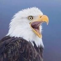 PVV4Freedom's profile picture. 