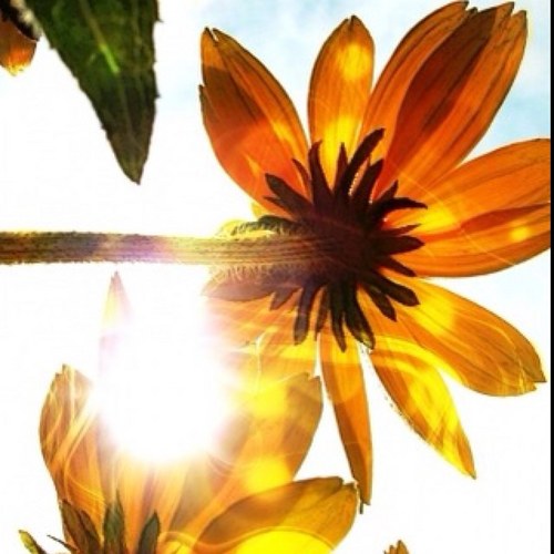 cross_rene's profile picture. 