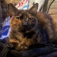 Vanity’s Fiend (@wheezyvictor) 's Twitter Profile Photo