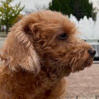 katuo🐟 (@katuo_pudding) Twitter profile photo