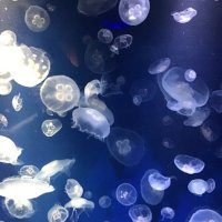 海月@軽貨物 (@n_line7010) 's Twitter Profile