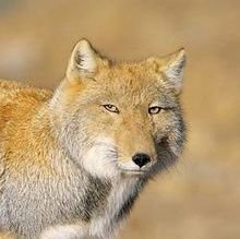 Renard_Perplexe's profile picture. Saviez-vous que si une poule avale un élastique, elle peut pondre le même œuf plusieurs fois ?