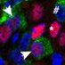 SHIELD Lab (@bgauthierlab) Twitter profile photo SHIELD Lab (@bgauthierlab) Twitter profile photo