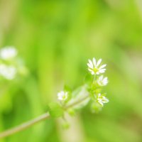 もろっこ (@nuoo2gncw3urpep) Twitter profile photo