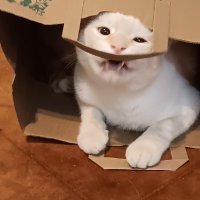 Vulnerable Deplorable (@scrottym41213) 's Twitter Profile