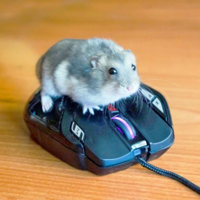 HamsterGamer996's profile picture. Ola