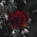Md Aasif (@mdaasif1192637) Twitter profile photo Md Aasif (@mdaasif1192637) Twitter profile photo