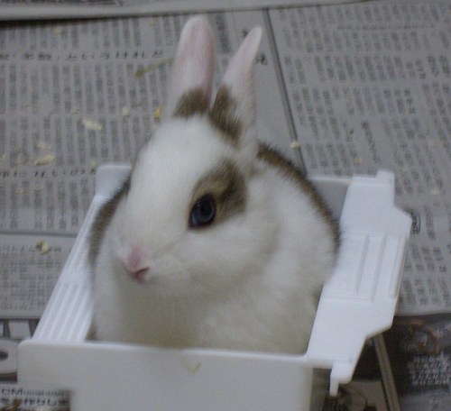 kumick30's profile picture. 西に住むうさぎ星人。幼少の頃、漫画とゲームを養分として育ちました。平たく言いうとおたくです。