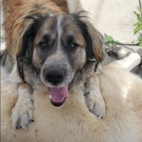 Max 😎 🐕 (@3utt5lut) 's Twitter Profile Photo Max 😎 🐕 (@3utt5lut) 's Twitter Profile Photo