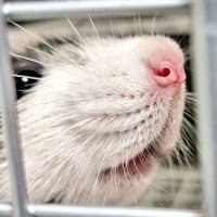 ねねこ@ほぼネズミ垢 (@neneco_reptiles) 's Twitter Profile Photo ねねこ@ほぼネズミ垢 (@neneco_reptiles) 's Twitter Profile Photo