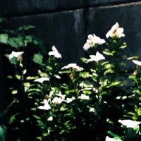 小森 (@mintritree) 's Twitter Profile
