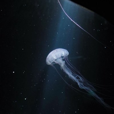 mo_moka_5's profile picture. 19 顔見せないです