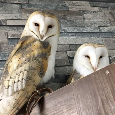 mljp_enjneer's profile picture. 投資家を夢見る20代/田舎のエンジニア/ダイヤ系列勤務/旅費を捻出中✈️/モチベ向上・情報収集アカウント/無言フォロー失礼します/#基本フォロバ /株式個別, 投資信託, 持株会, 暗号通貨, 不動産小口, トランクルーム/ 🇸🇬🇲🇾🇮🇩🇹🇭🇵🇭🇧🇳🇻🇳🇨🇳🇰🇷