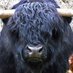 The Bull Jew (@thebulljew) Twitter profile photo The Bull Jew (@thebulljew) Twitter profile photo