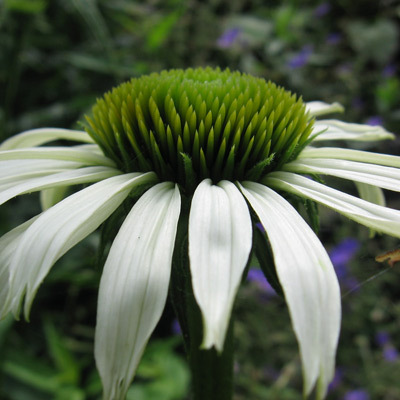 Boekeltuin's profile picture. Bureau voor tuinarchitectuur. Boekel Tuinen.