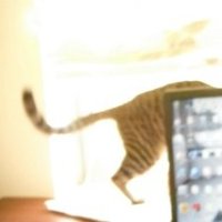 Taeko Kakihara (@kakiharataeko) 's Twitter Profile