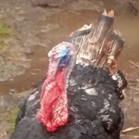 Ikulukulu 001 (@001ikulukulu) 's Twitter Profile
