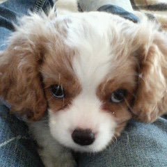 MamiAR97's profile picture. 