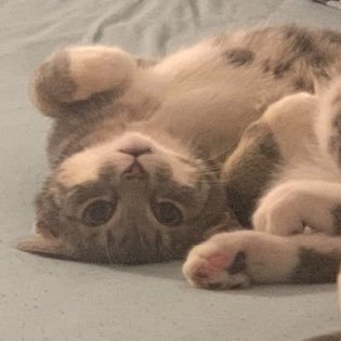 ChadCatMeow's profile picture. Straight to the point / time saving content. Meow.