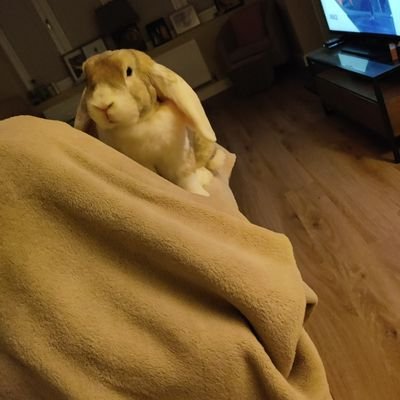 saagsaagsaag43's profile picture. 