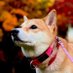柴犬のゆめこ (@yumeko210108) Twitter profile photo 柴犬のゆめこ (@yumeko210108) Twitter profile photo