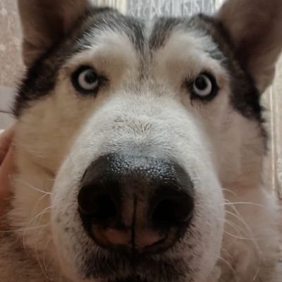 ptizewod77's profile picture. 