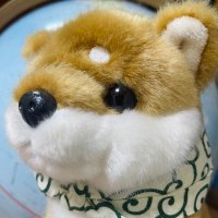 うるふ (@study_suncy) 's Twitter Profile