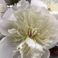 Helen Starling (@helenstarling9) 's Twitter Profile
