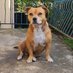 Taiko🐶♂️ (@taiko_staffie) Twitter profile photo Taiko🐶♂️ (@taiko_staffie) Twitter profile photo