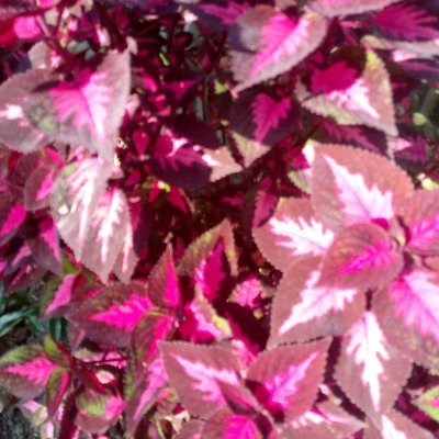 HHafijur14194's profile picture. You  Tube. YT Music