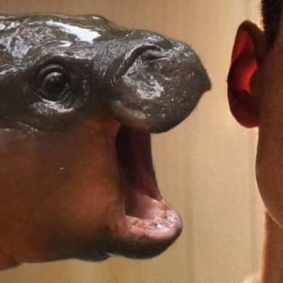 oskar_adler's profile picture. 🌻🍀Interessiert an Politik und Gesellschaft.💚✍🏼