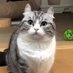 komarucat.sol (@komarucatsol) Twitter profile photo komarucat.sol (@komarucatsol) Twitter profile photo