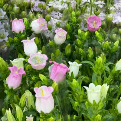 Yuzusangg's profile picture. 𓇼 ⋆.˚ 𓆝⋆.˚ 𓇼 | SAN (ซาน) | someone who loves and appreciates works of art and beautiful things.