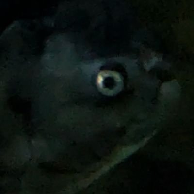 まえばさんのプロフィール画像