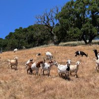 LauraRN (@luvsrescuedogs) 's Twitter Profile