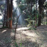 Scyllis (@scyllis) Twitter profile photo