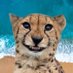 Ingenuous Firebrand 🐆🇺🇸 (@ing2firebrand) Twitter profile photo Ingenuous Firebrand 🐆🇺🇸 (@ing2firebrand) Twitter profile photo