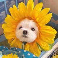 𝓩𝔃𝓙𝓪𝓷𝓮𝓮𝓮 (@scallop_jt) 's Twitter Profile Photo